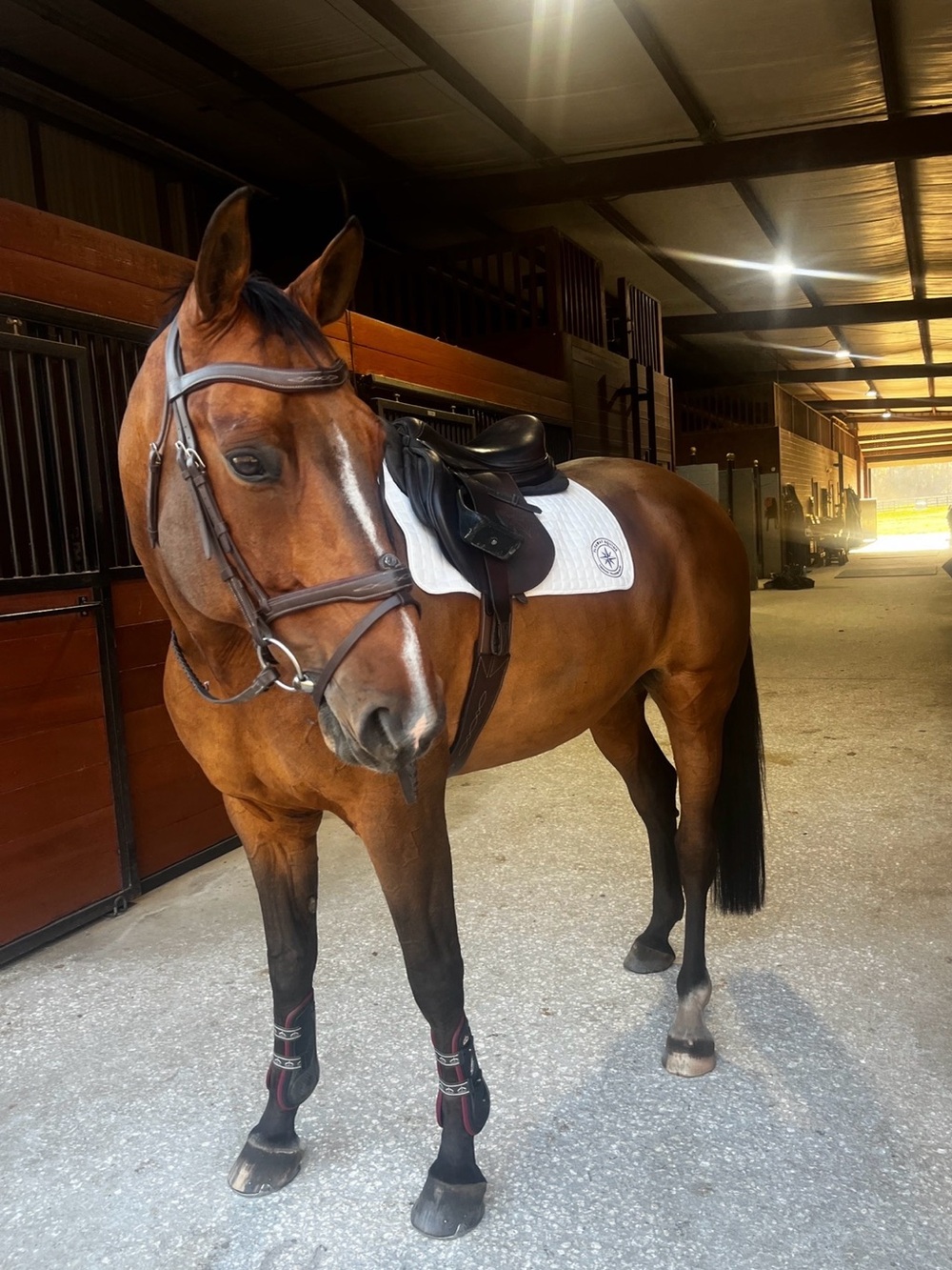 Antares bridle - Picture 5 of 5